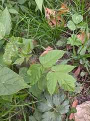 Acer negundo