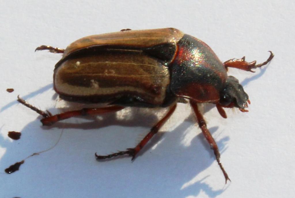 Saddle Fruit Chafer (Cetoniinae of Africa) · iNaturalist