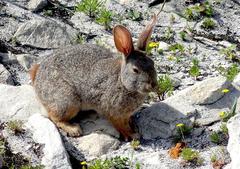 Pronolagus saundersiae