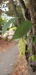 Carpinus japonica