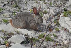Pronolagus saundersiae