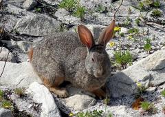 Pronolagus saundersiae