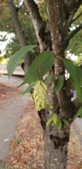 Carpinus japonica
