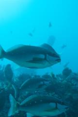 Chirodactylus brachydactylus