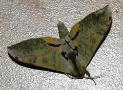 Pseudoclanis postica