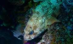 Acanthistius sebastoides