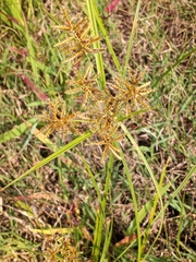 Cyperus esculentus leptostachyus