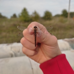 Sympetrum vulgatum