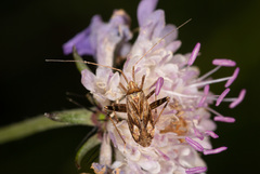 Phytocoris varipes