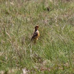 Macronyx capensis colletti