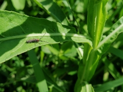 Apagomerella versicolor