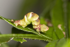 Acasis viretata