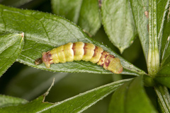 Acasis viretata