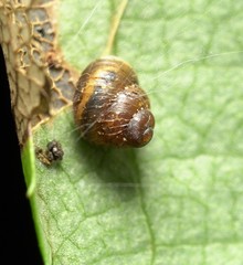Zoogenetes harpa