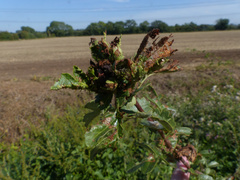 Dasineura crataegi