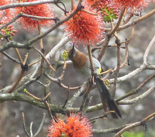 Greyia sutherlandii (Greyia sutherlandii)