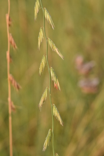 Bouteloua curtipendula var. curtipendula