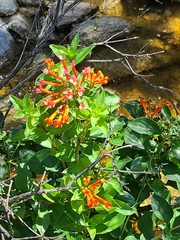 Bouvardia ternifolia