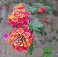Lantana camara