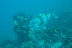 Chrysoblephus gibbiceps