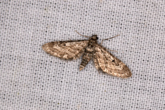 Eupithecia tantillaria