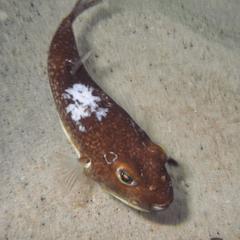 Amblyrhynchote honckenii