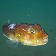 Amblyrhynchote honckenii