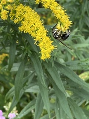 Dolichovespula maculata