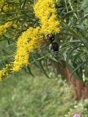 Dolichovespula maculata