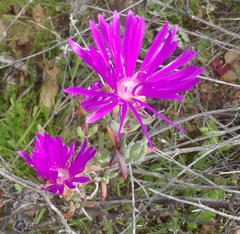 Lampranthus haworthii