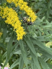 Dolichovespula maculata