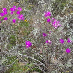 Lampranthus haworthii