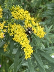 Dolichovespula maculata