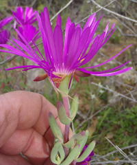 Lampranthus haworthii