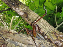 Deinacrida heteracantha