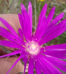 Lampranthus haworthii