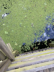 Pistia stratiotes image