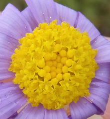 Amellus strigosus strigosus