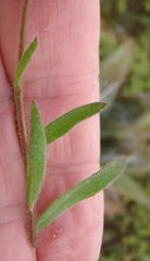 Amellus strigosus strigosus