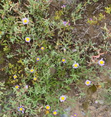 Amellus strigosus strigosus