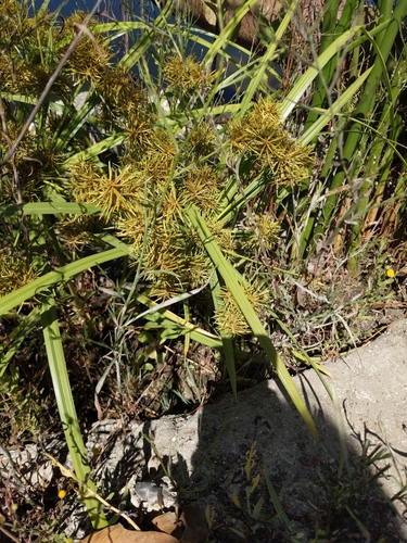 iNaturalist observation photo of Fragrant flatsedge