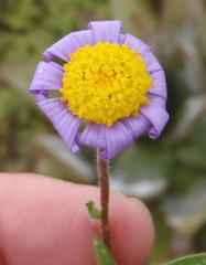 Amellus strigosus strigosus
