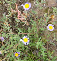 Amellus strigosus strigosus