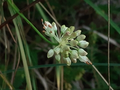 Allium ochroleucum