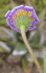 Amellus strigosus strigosus