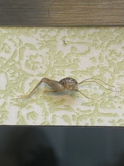 Ceuthophilus pallidus