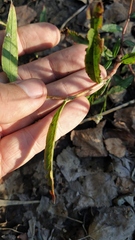 Persicaria maculosa