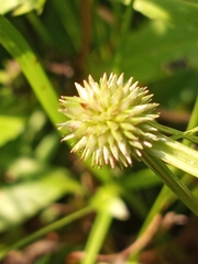 Cyperus brevifolioides