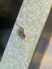 Ceuthophilus pallidus