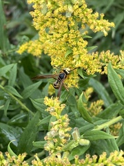 Polistes fuscatus